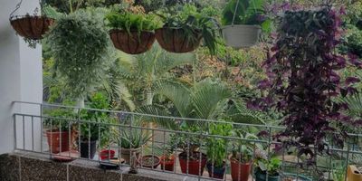 Por la compra de un apto obtienes 2 a muy buen precio, en la mitad del apto , entrada independiente hay ya listo en la terraza para construir un apartamento ya con placa metálica D liviana. Excelente inversión