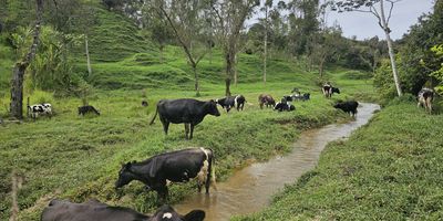 VENTA FINCA GANADERA - CAROLINA DEL PRÍNCIPE 
MUY CERCA AL PUEBLO - Ubicación estratégica - MÁS DE 20 HECTÁREAS de tierra fértil y productiva - FUENTES DE AGUA PERMANENTES - Nunca falta agua - FÁCIL ACCESO - Entrada directa para vehículos y maquinaria
PERFECTO PARA:

Ganadería de leche (cercanía facilitar la recolección diaria)
Ganadería de carne (transporte eficiente al mercado)
Inversión agropecuaria rentable.
VENTAJAS ÚNICAS:

Proximidad al pueblo = menor costo operativo
Mano de obra disponible del casco urbano
Servicios veterinarios y suministros cerca
Comercialización directa y eficiente

INCLUYE:

Documentación al día
Pastizales establecidos
Infraestructura básica
Acceso a servicios públicos

No tiene casa, cuarto con tanque de leche y dónde se guarda el cuido a borde de carretera